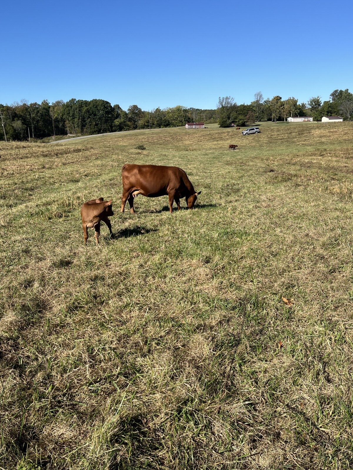Cow/calf Pairs