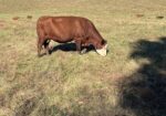 Cow/calf Pairs
