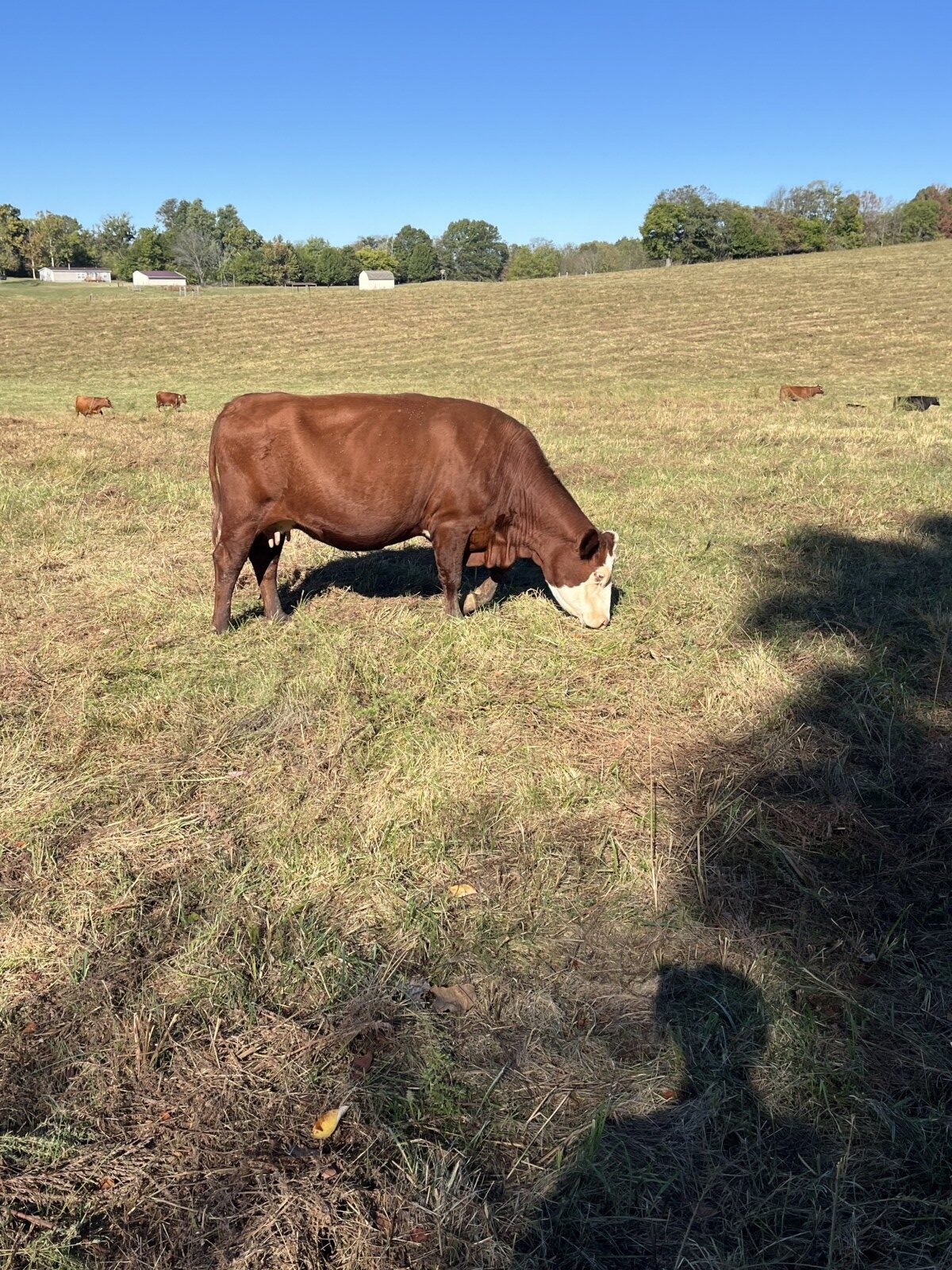 Cow/calf Pairs