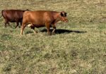 Cow/calf Pairs