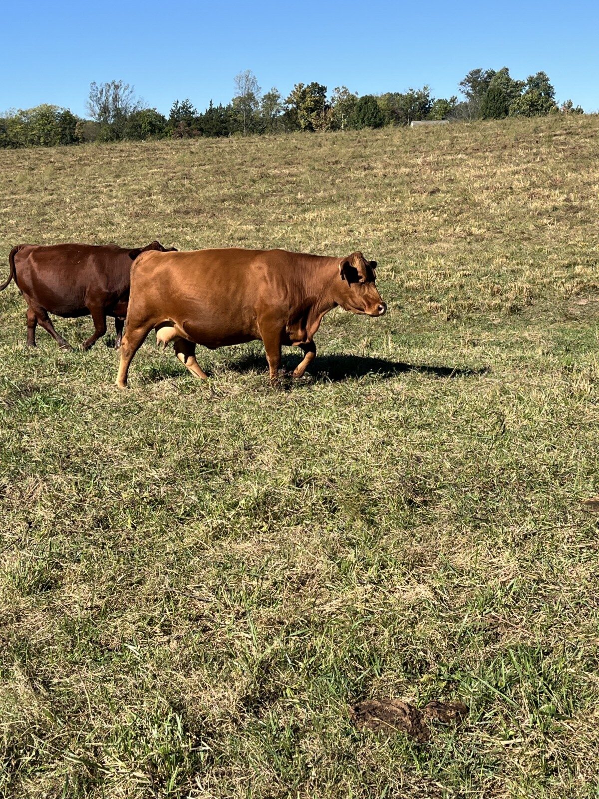 Cow/calf Pairs