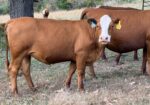 2 Fullblood heifers and 1 young Fullblood cow- one package