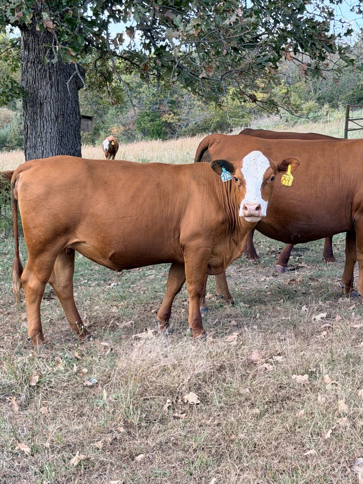 2 Fullblood heifers and 1 young Fullblood cow- one package