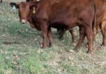 2 Fullblood heifers and 1 young Fullblood cow- one package
