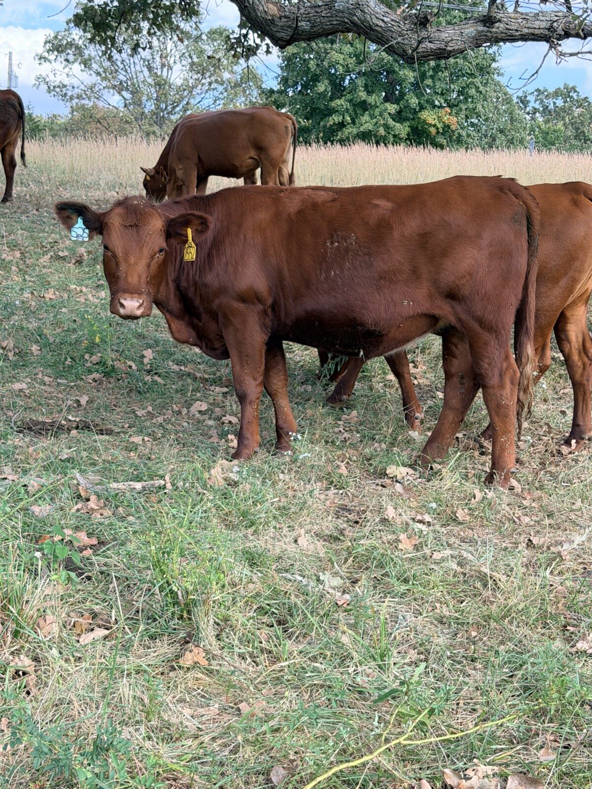 2 Fullblood heifers and 1 young Fullblood cow- one package