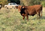 2 Fullblood heifers and 1 young Fullblood cow- one package