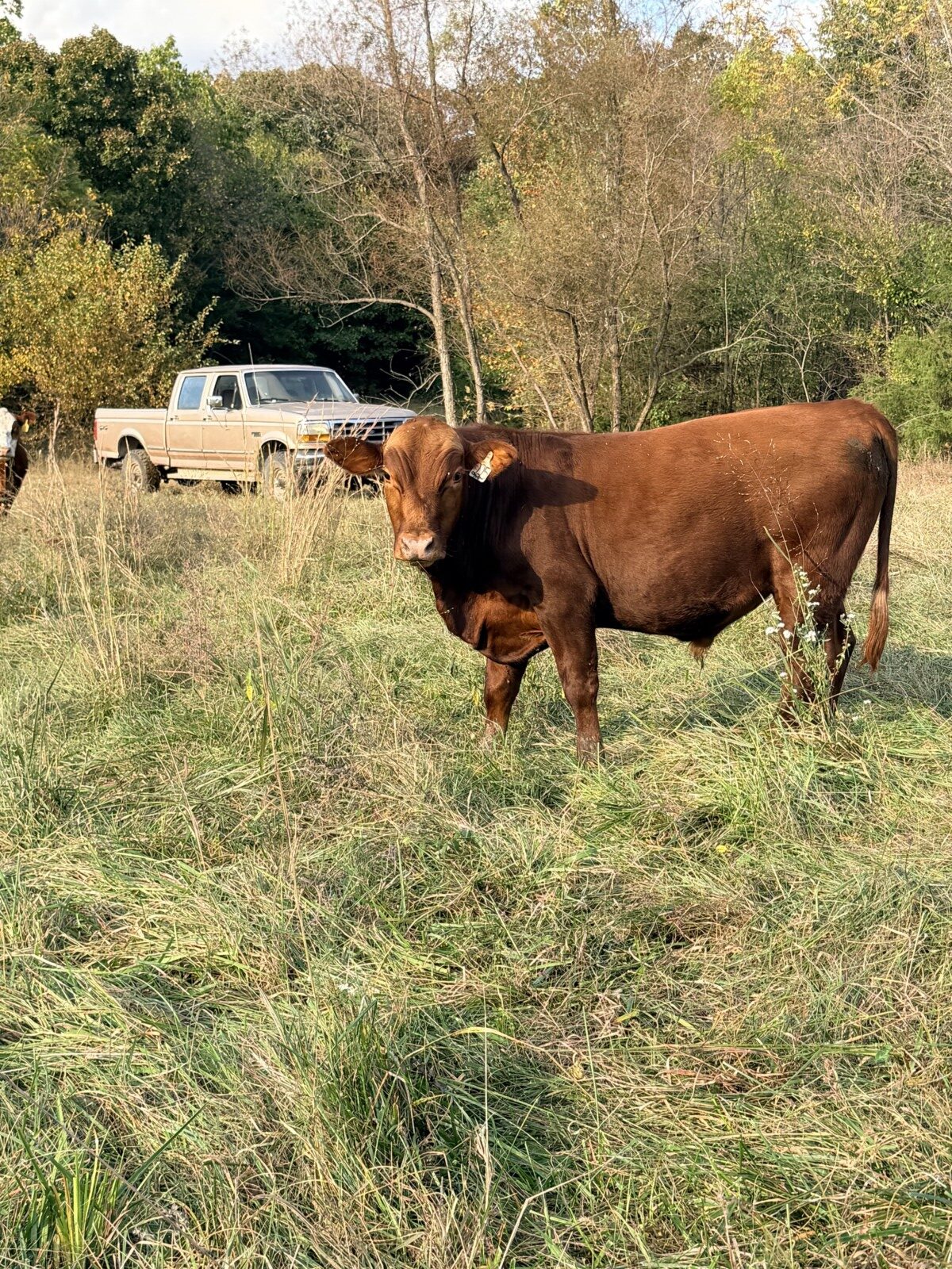 2 Fullblood heifers and 1 young Fullblood cow- one package