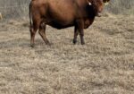 2 Fullblood heifers and 1 young Fullblood cow- one package