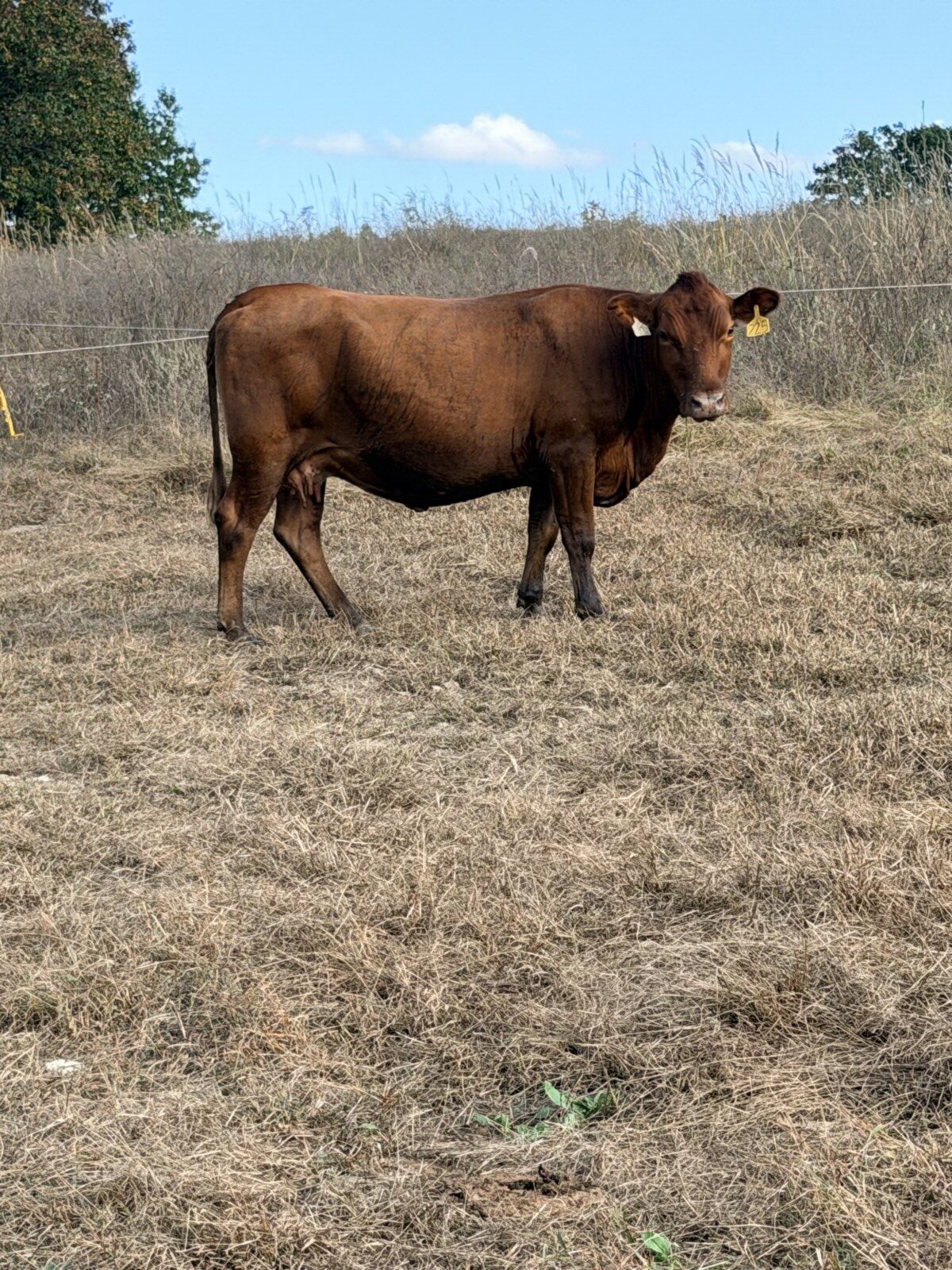2 Fullblood heifers and 1 young Fullblood cow- one package