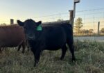 2 Registered 50% South Poll Heifers