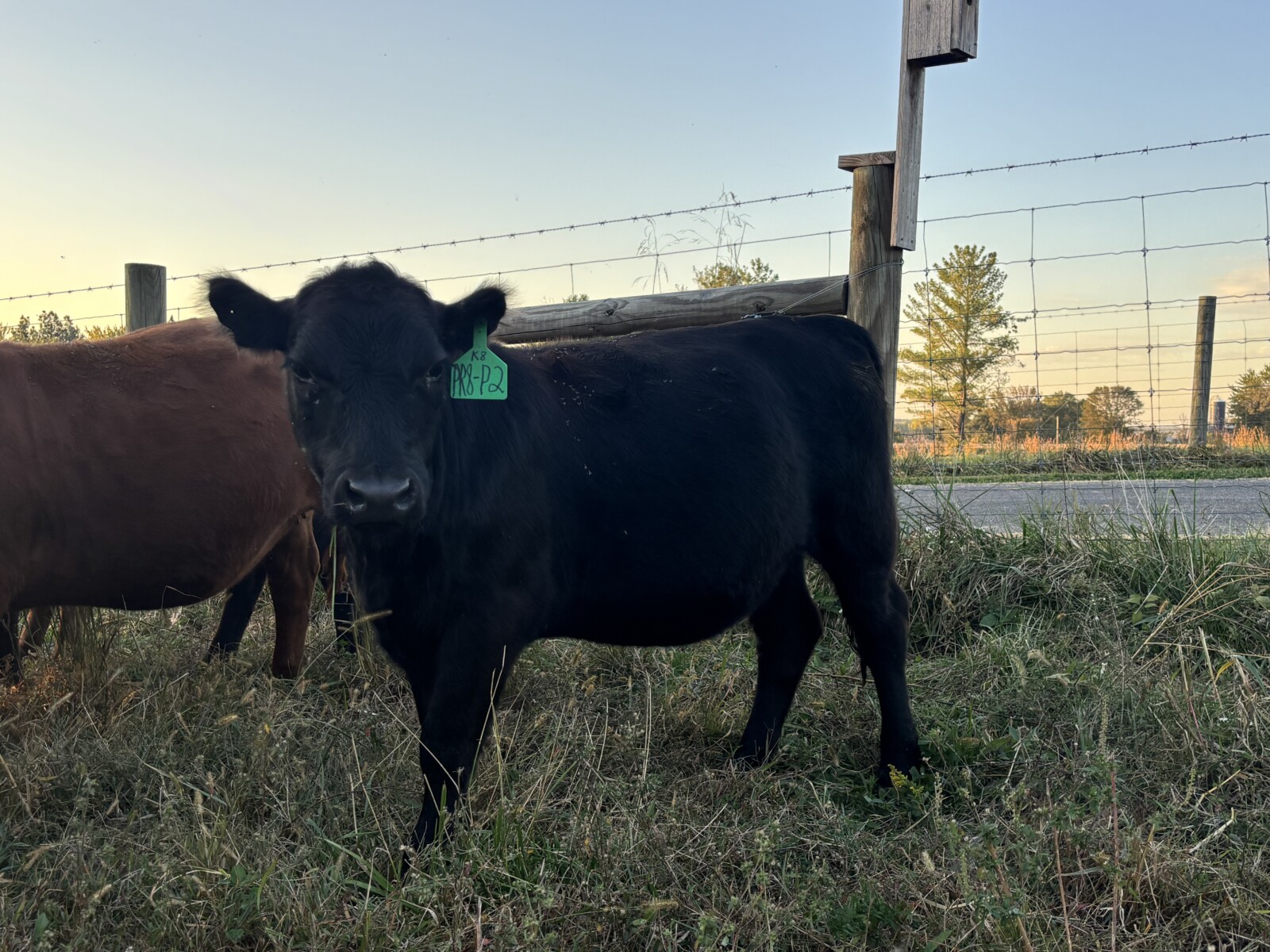 2 Registered 50% South Poll Heifers