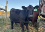 2 Registered 50% South Poll Heifers