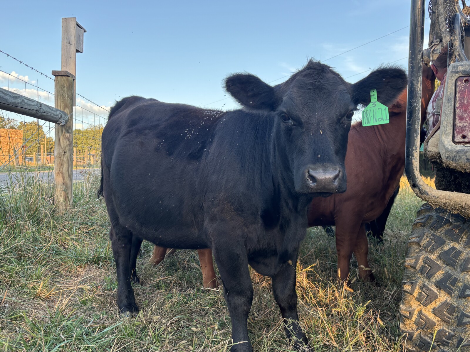2 Registered 50% South Poll Heifers