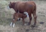 Registered 3/4 South Poll cow and commercial bull calf