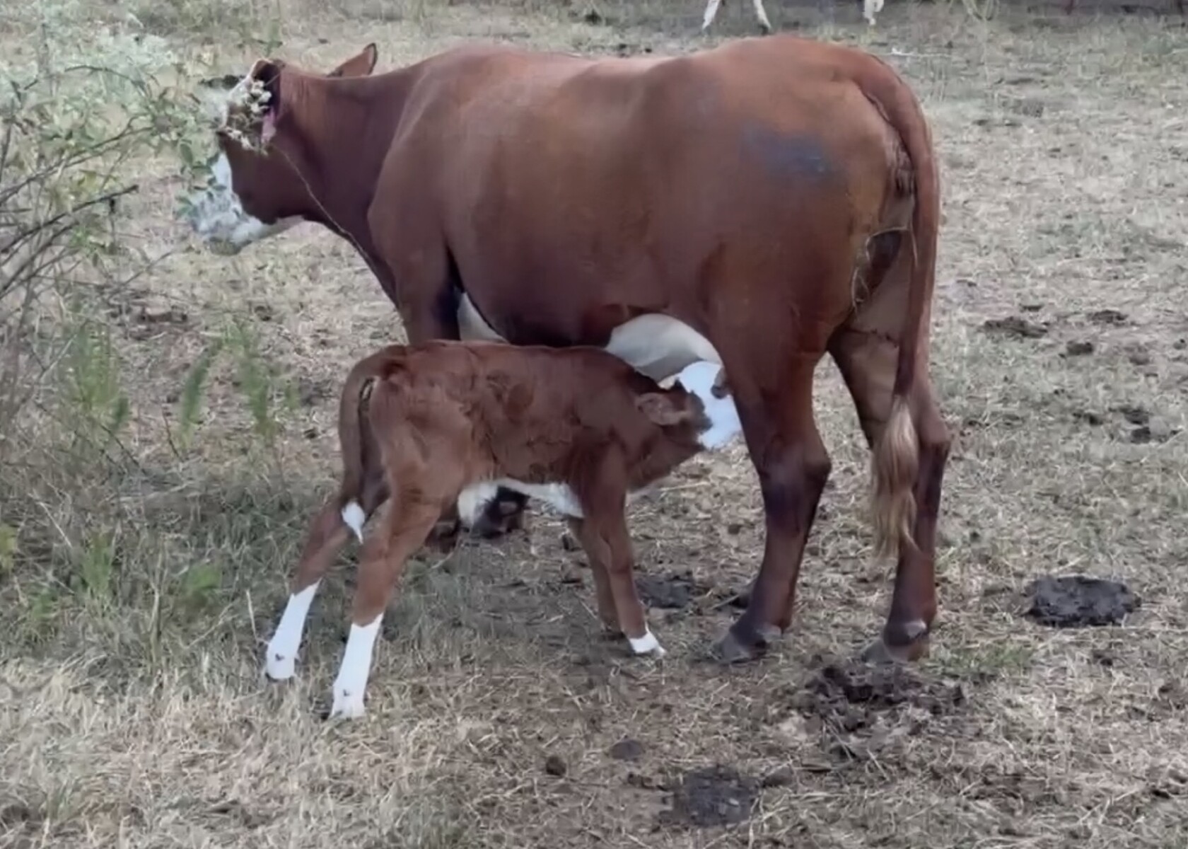 Registered 3/4 South Poll cow and commercial bull calf