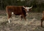 Registered 3/4 South Poll cow and commercial bull calf