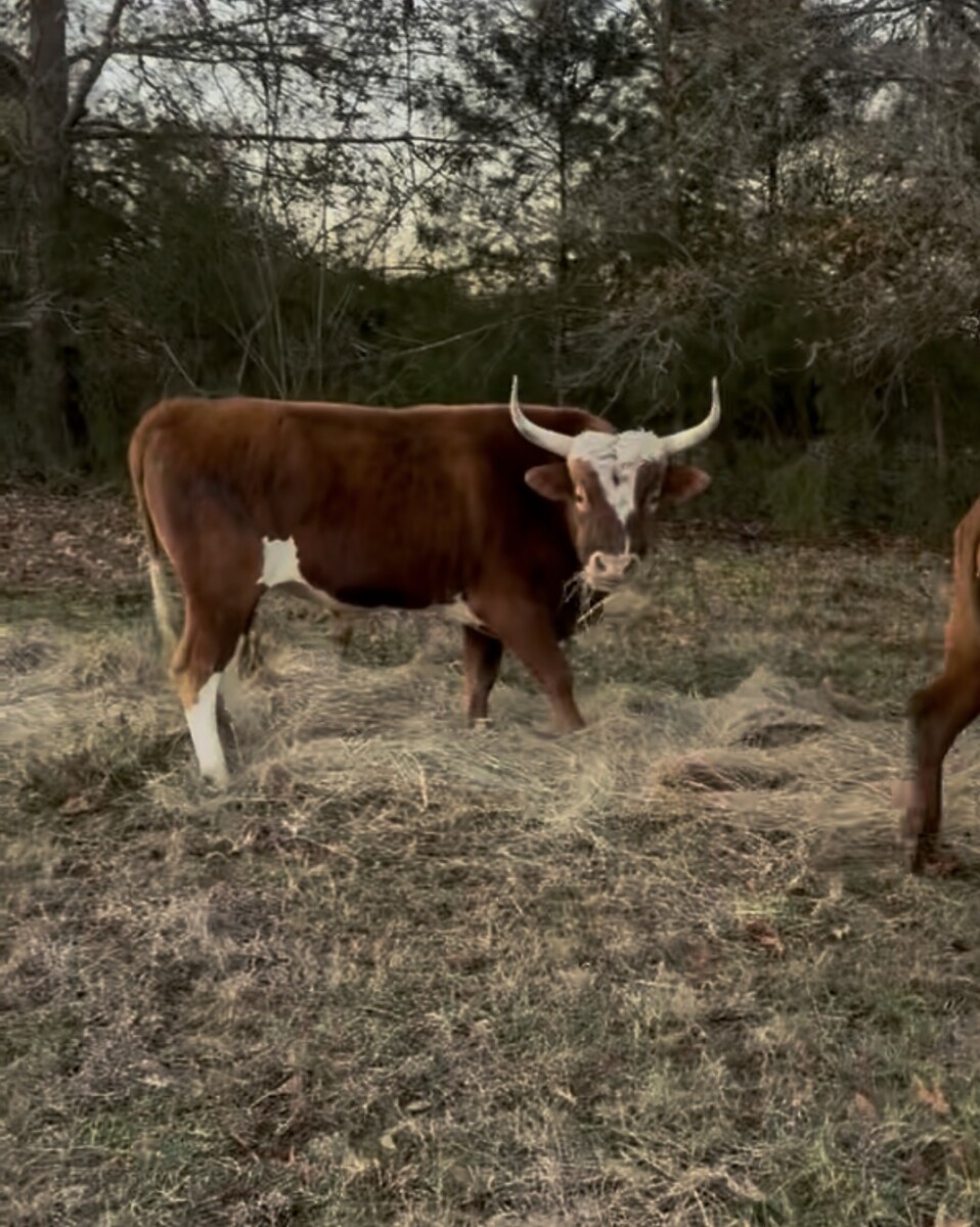 Registered 3/4 South Poll cow and commercial bull calf
