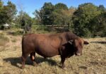 Fullblood Bull – Great Temperament, Diligent Breeder