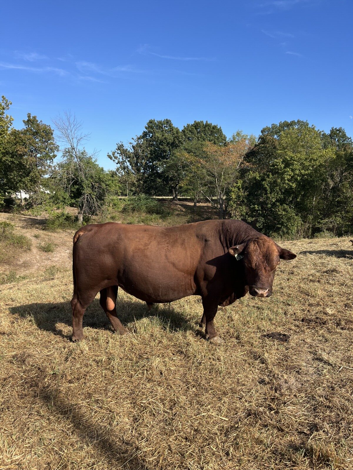 Fullblood Bull – Great Temperament, Diligent Breeder