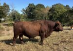Fullblood Bull – Great Temperament, Diligent Breeder