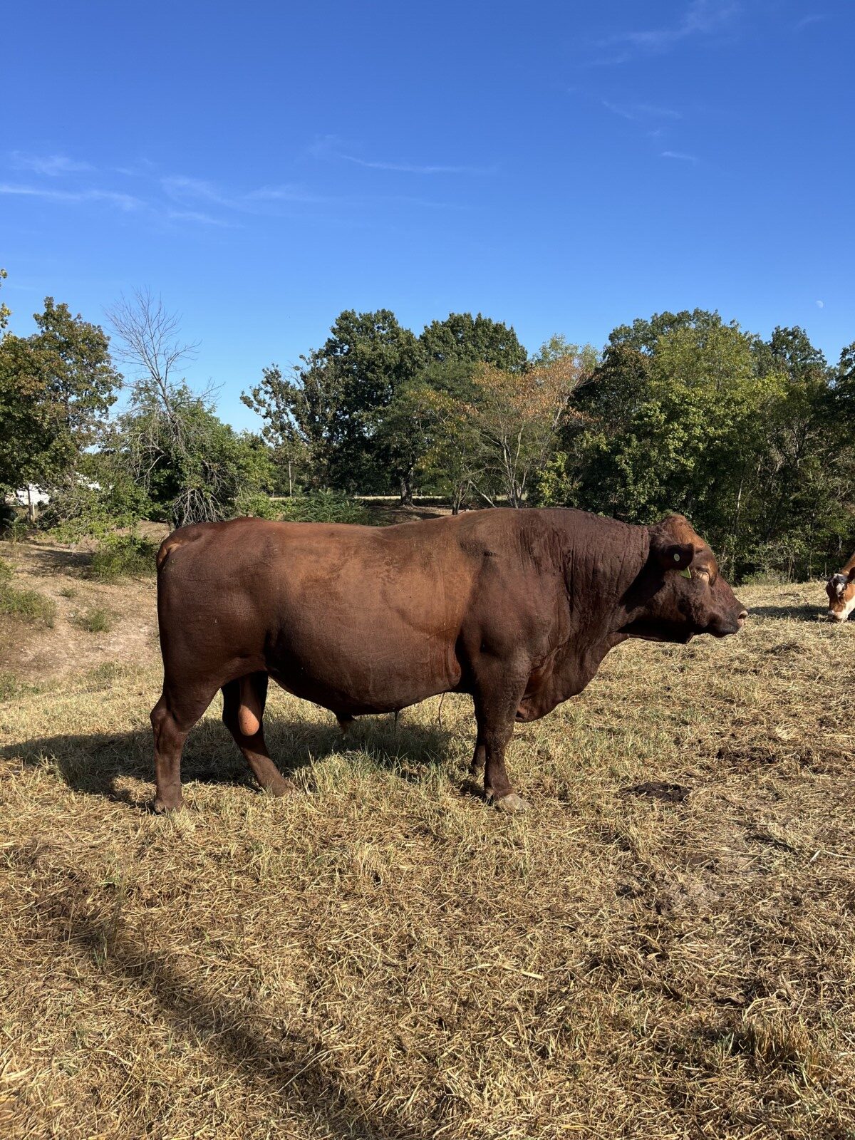 Fullblood Bull – Great Temperament, Diligent Breeder
