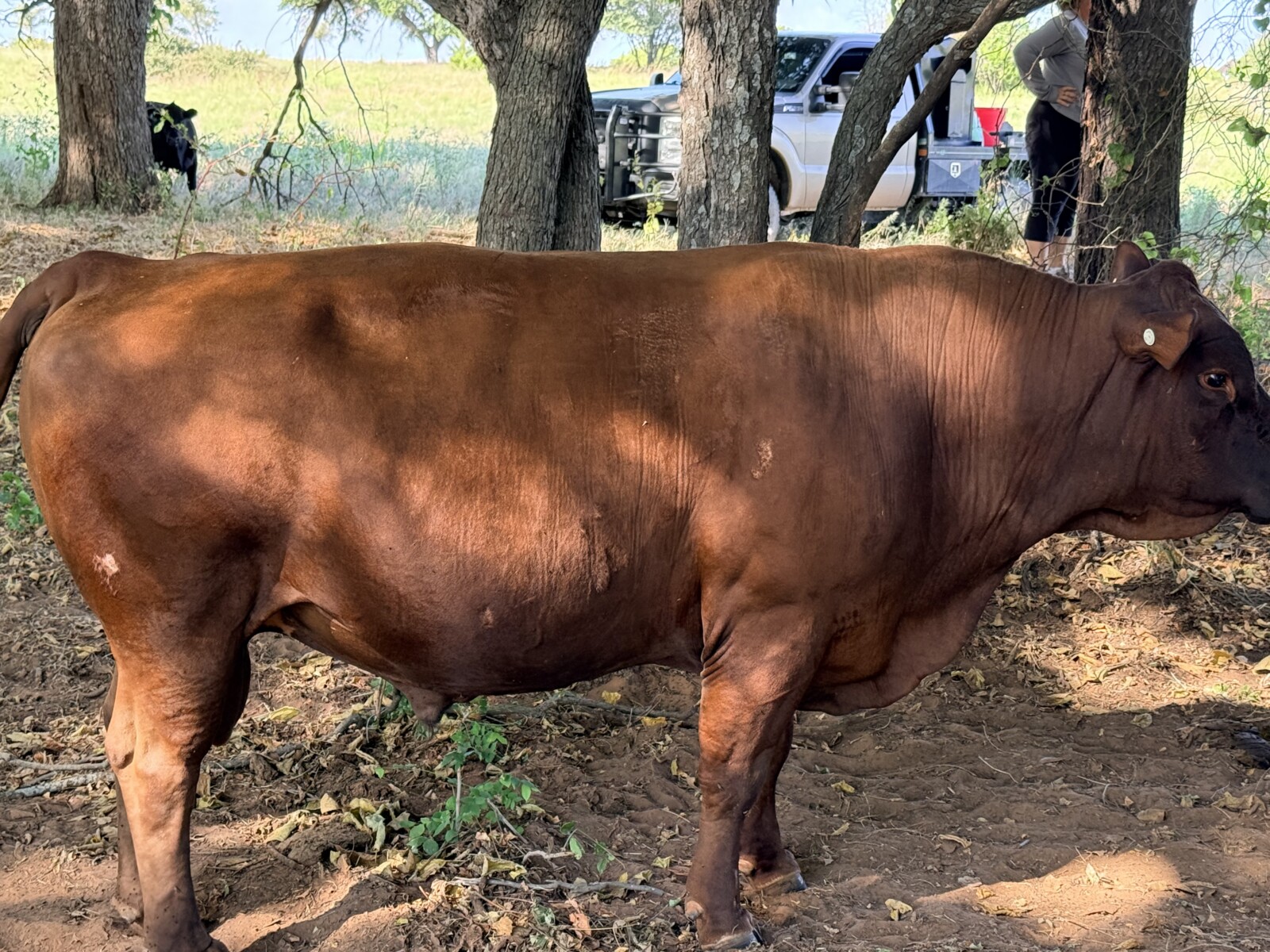 Full Blood Bull