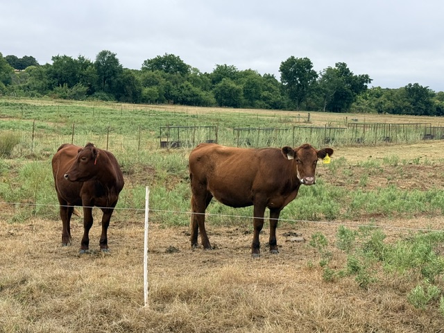 2025 Exposed Heifers