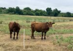 Open and Exposed 2025 Heifers