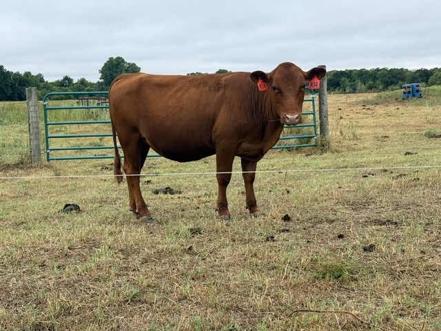 2025 Exposed Heifers