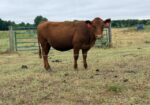 Open and Exposed 2025 Heifers