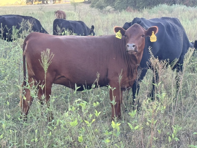 Purebred Heifer