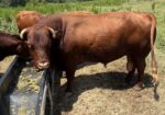 Great tempered Red Bull for sale