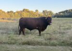 Great tempered Red Bull for sale