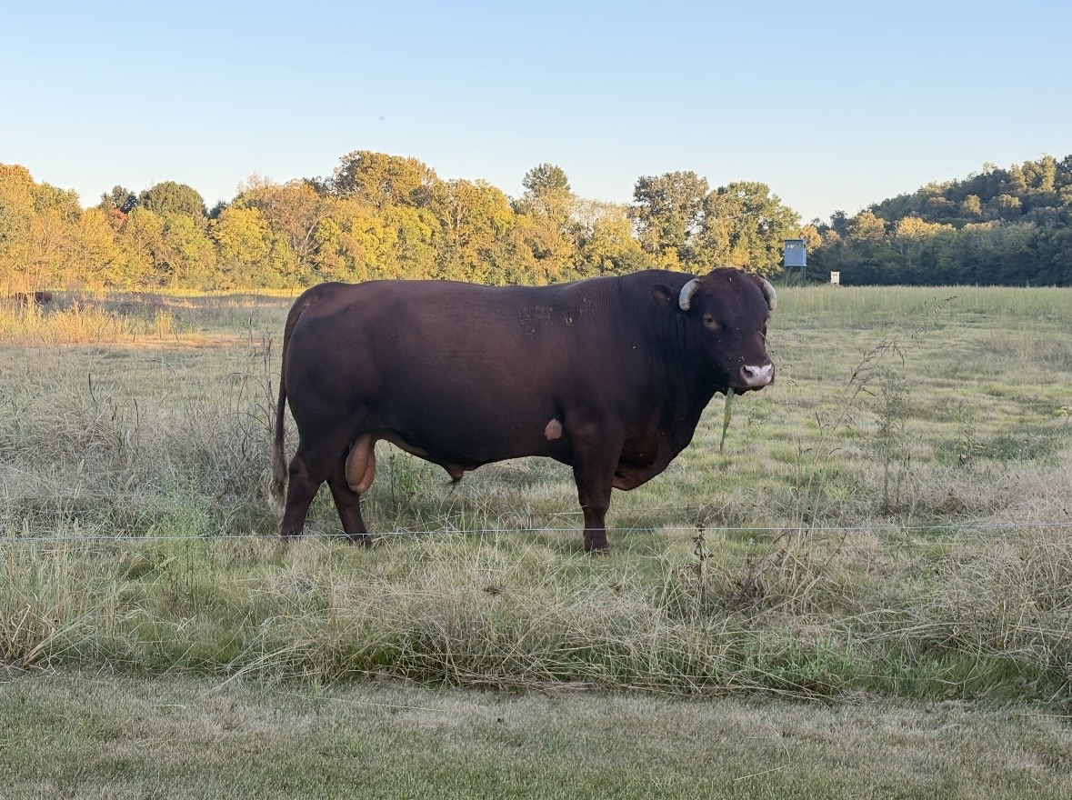Great tempered Red Bull for sale
