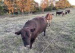 Full blood proven bull
