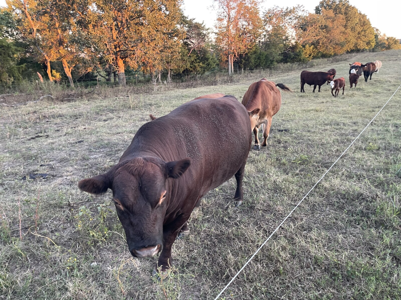 Full blood proven bull