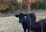 Heifer bred to our Southpoll bull