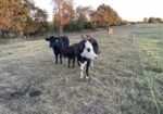 3-in-1 50% cow with a 75% heifer by her side