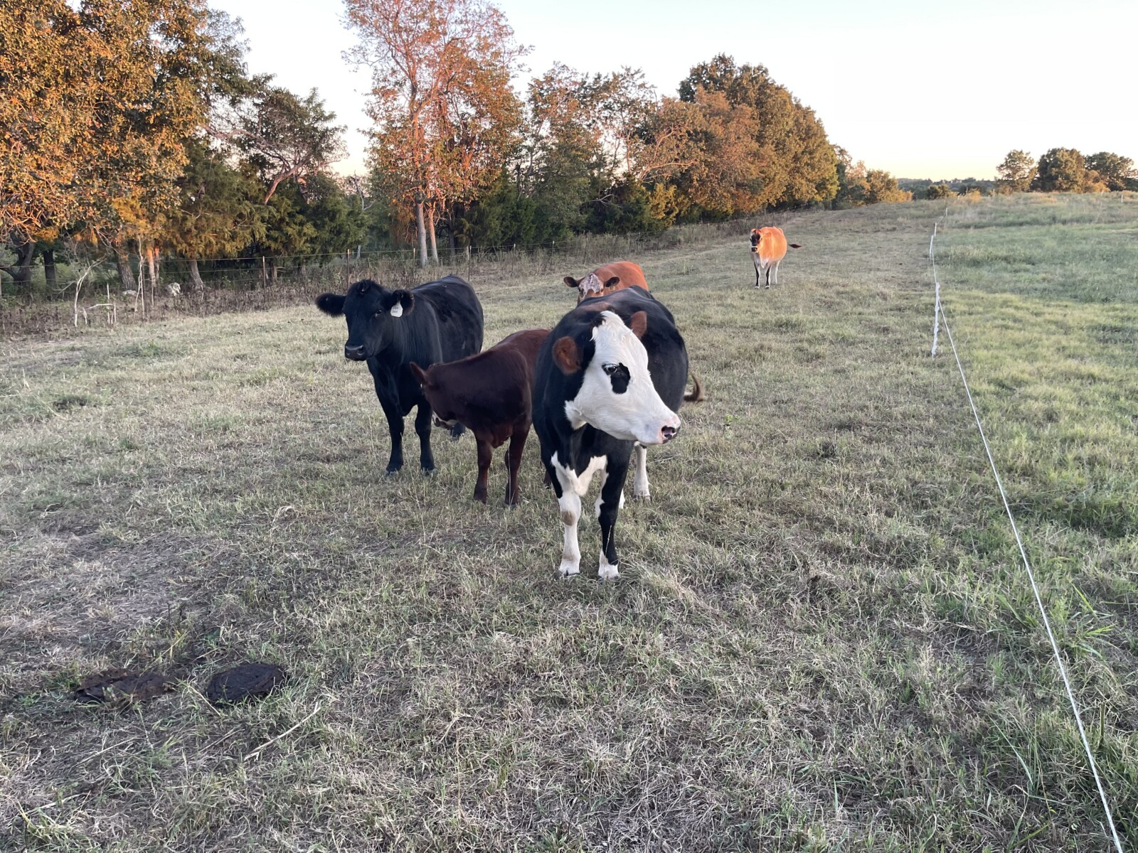 3-in-1 50% cow with a 75% heifer by her side