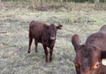 3-in-1 50% cow with a 75% heifer by her side