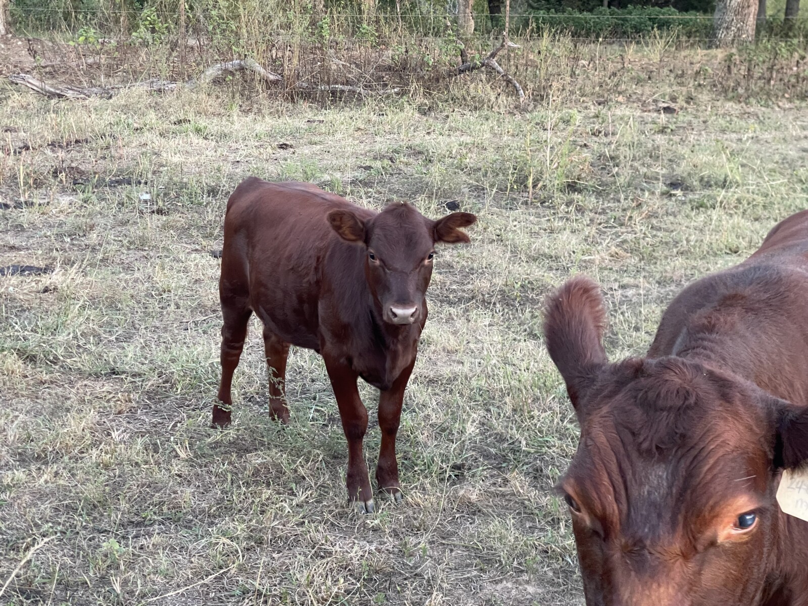 3-in-1 50% cow with a 75% heifer by her side