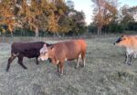 3-in-1 fullblood cow with her heifer calf at her side.