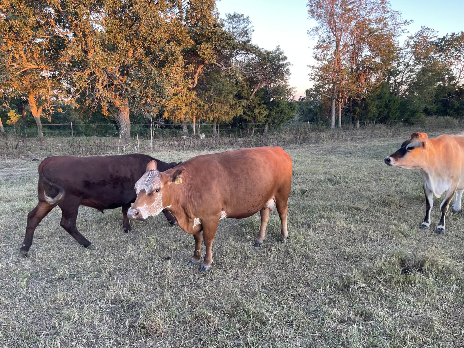 3-in-1 fullblood cow with her heifer calf at her side.