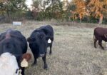 Heifer bred to our Southpoll bull