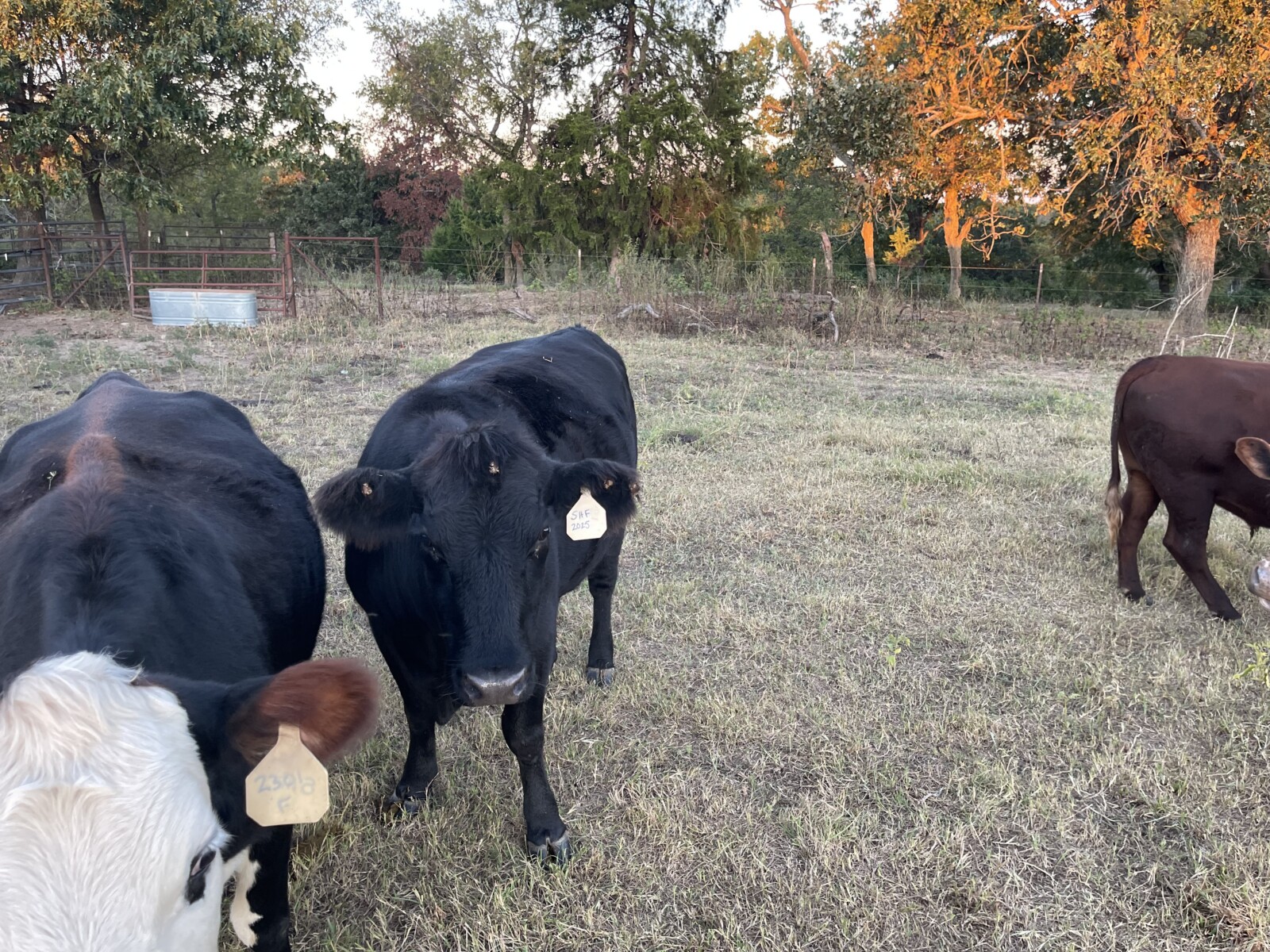 Heifer bred to our Southpoll bull