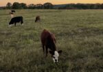 3-in-1 fullblood cow with her heifer calf at her side.