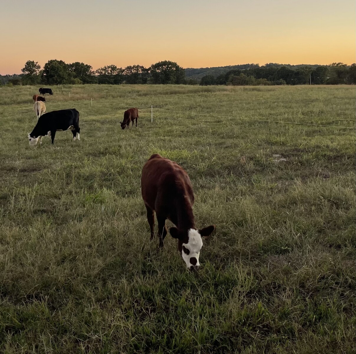 3-in-1 fullblood cow with her heifer calf at her side.