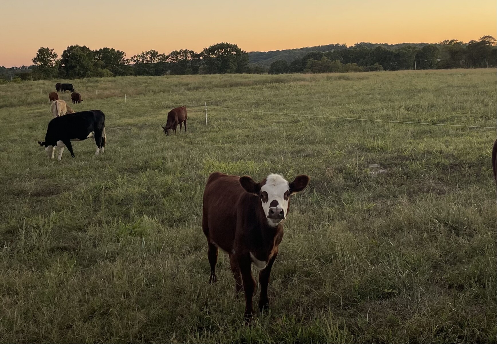 3-in-1 fullblood cow with her heifer calf at her side.