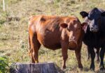 4 Heifers & 1 Cow/calf Pair for Sale