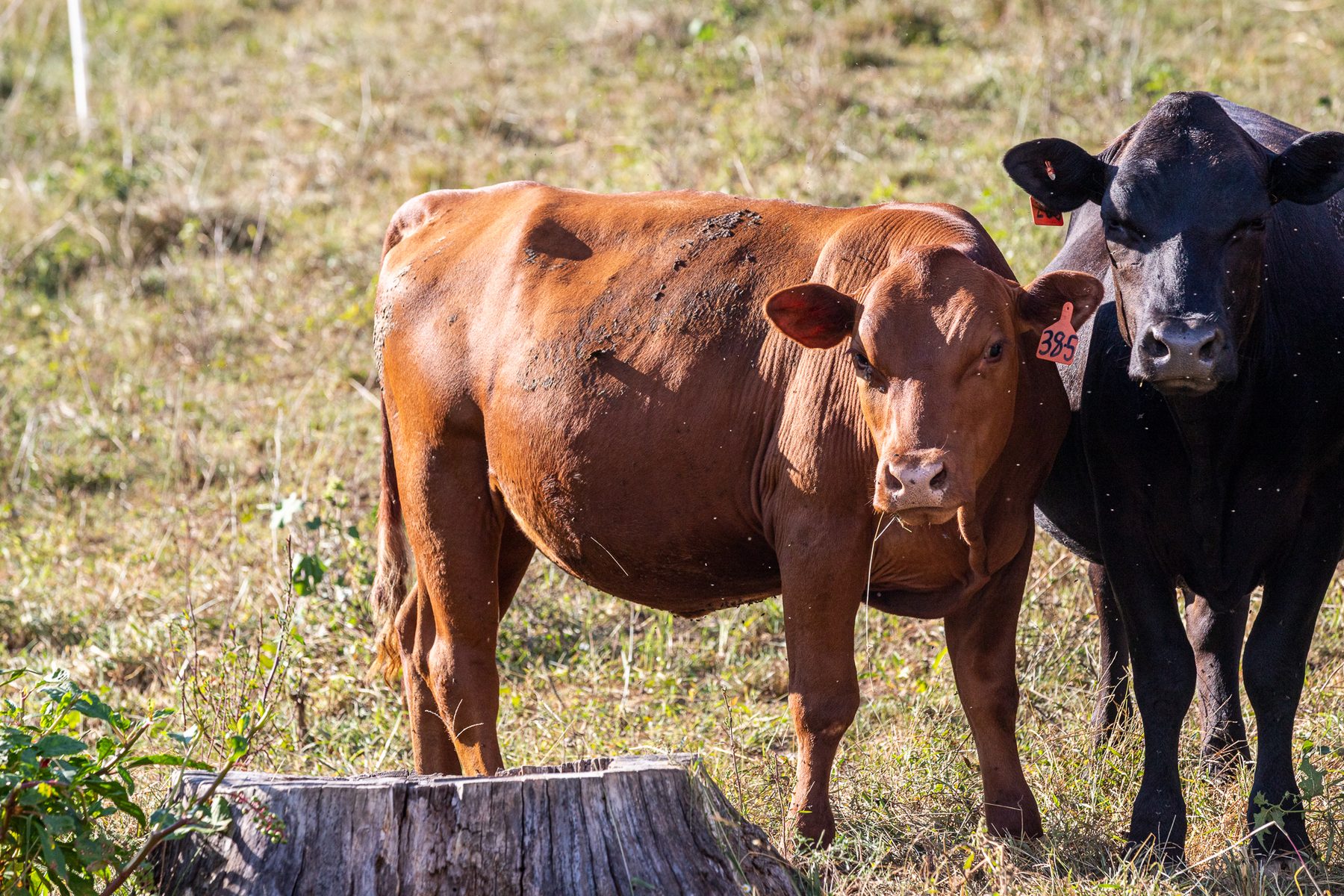 4 Heifers & 1 Cow/calf Pair for Sale